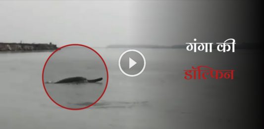 Ganges River Dolphins spotted in Meerut.